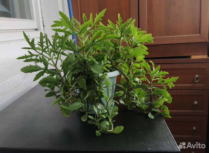 Каланхоэ оленьи рожки