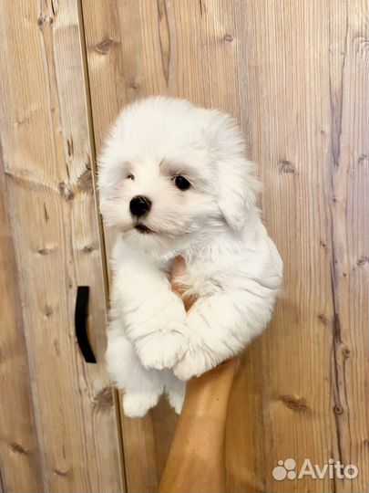 Щенки мальтезе