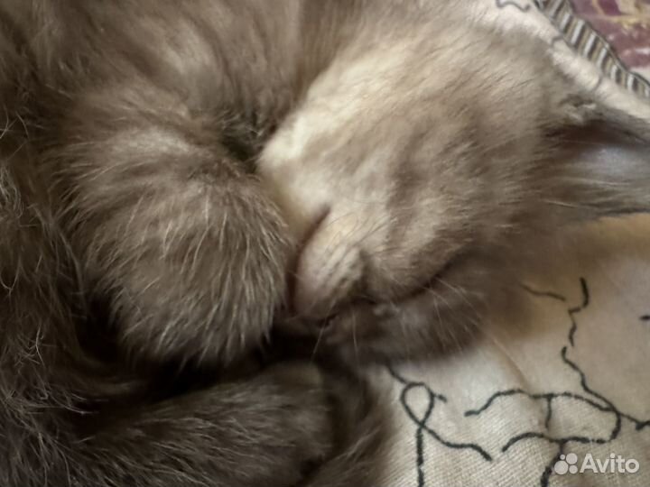 Котята