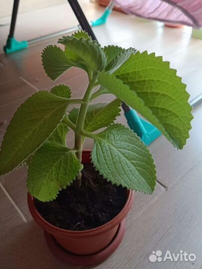 Комнатная мята