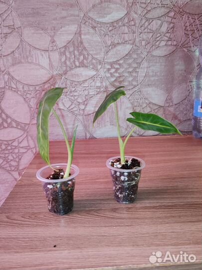 Алоказия Мишольца