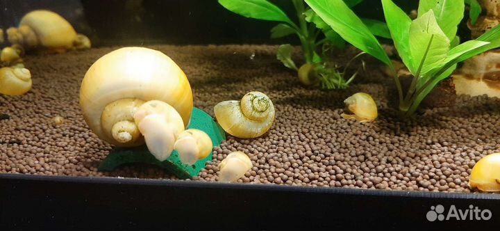 Улитки ампулярии