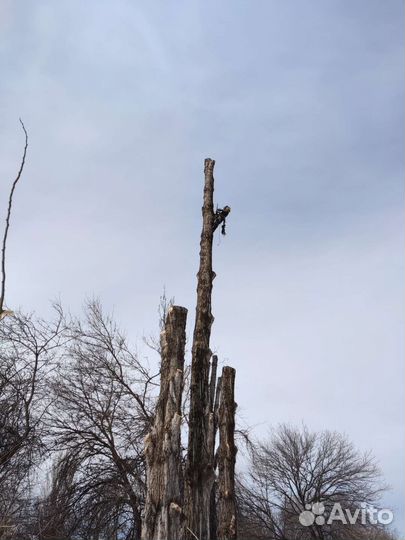 Спил деревьев