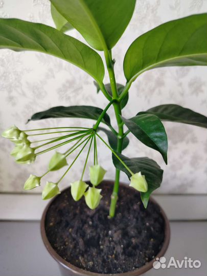 Хойя мультифлора