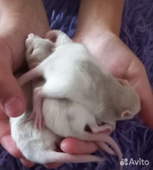 Декоративная крыса