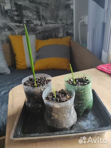 Комнатные цветы