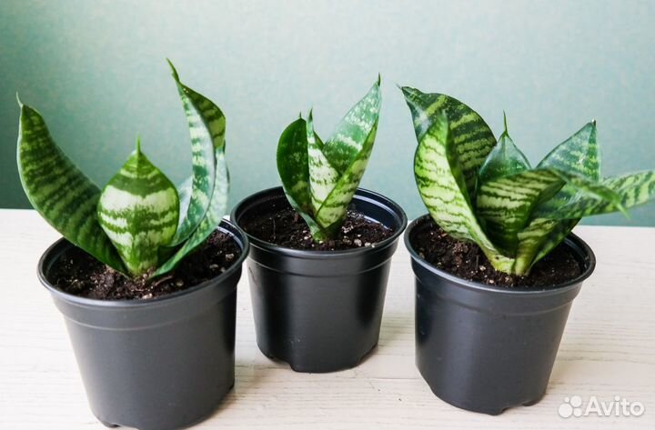 Сансевиерия Ханни