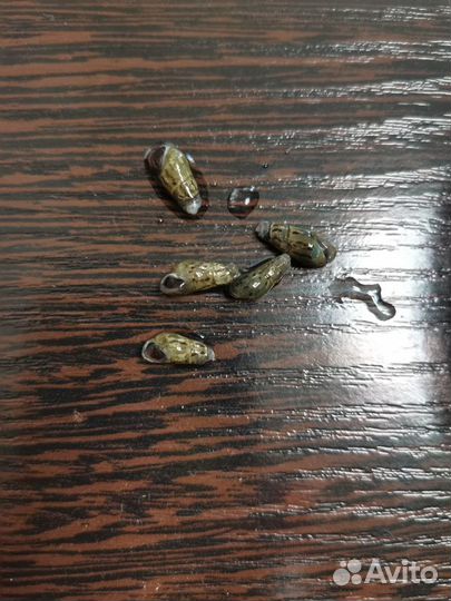 Мелании улитки