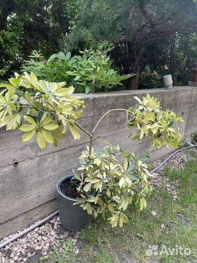 Шефлера вариегатная