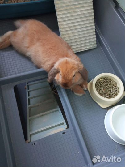 Клетка для кролика большая бу