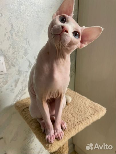 Канадский сфинкс вязка кот