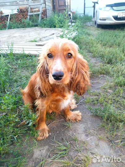 Щенки спаниеля