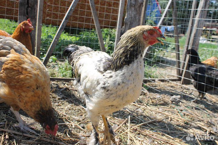 Молодые петушки