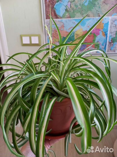 Хлорофитум кудрявый, пеперомия