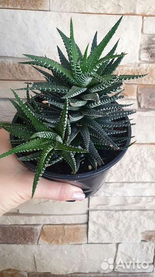 Хавортия, Сансевиерия трёхполосная