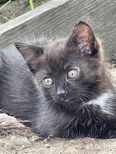 Котенок 1,5 мес