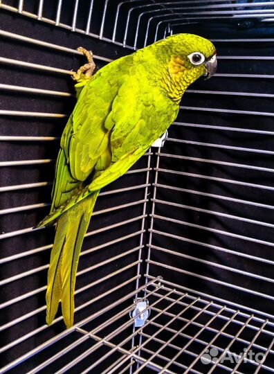 Попугай пиррура (птенцы)