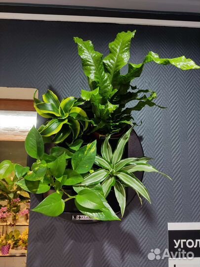 Фитомодуль Boxsand