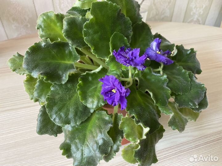 Фиалка в горшках