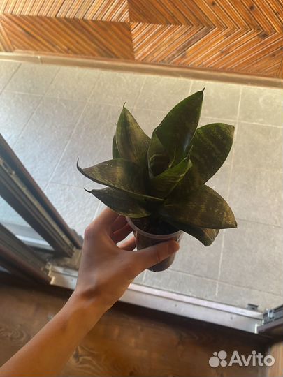 Хлорофитум,фиалка, сансевиерия, эпифиллум