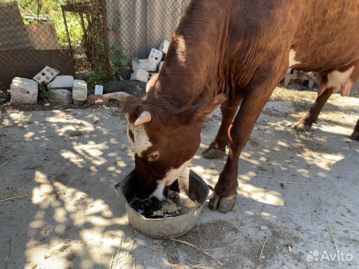 Корова дойная домашняя