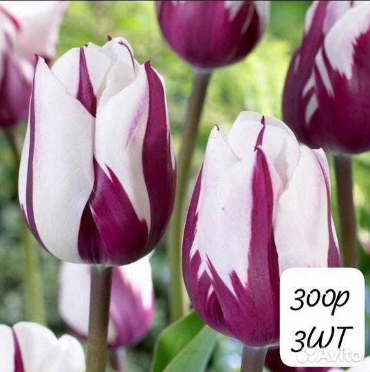 Тюльпан Дарвин гибрид