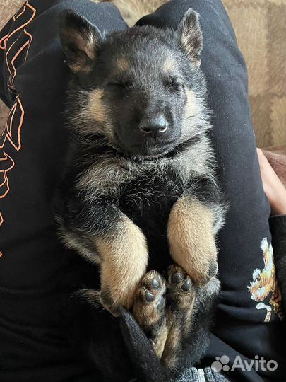 Щенки немецкой овчарки