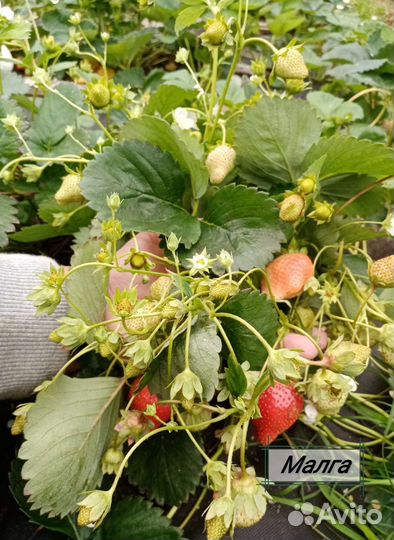 Клубника, земляника крупноплодная нсд и ксд
