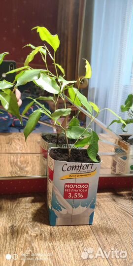 Фикус Даниэль