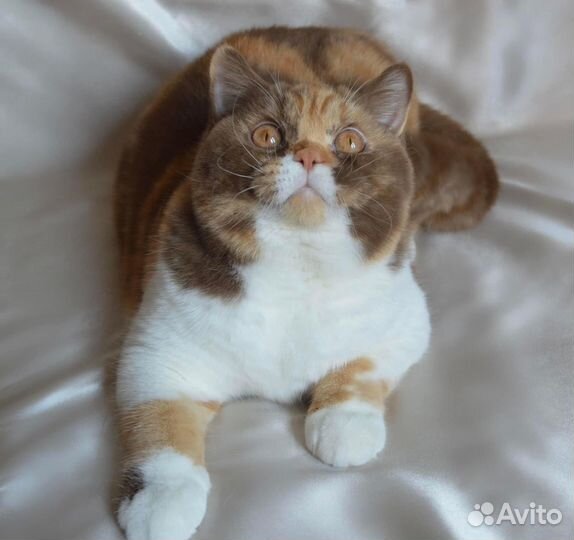 Британские кошки