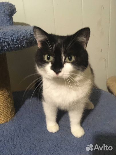 Кошка в дар в добрые руки здорова стерилизована