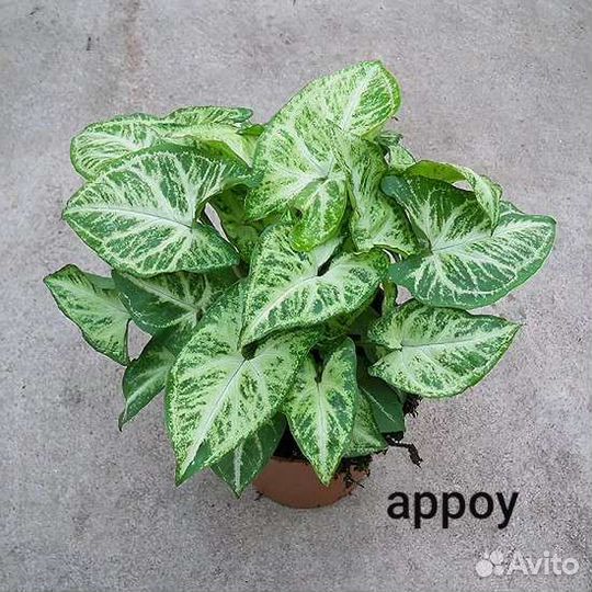 Сингониумы