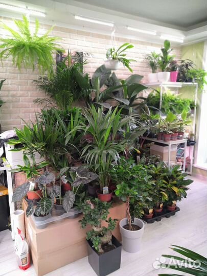 Комнатные цветы растения для офиса дачи дома