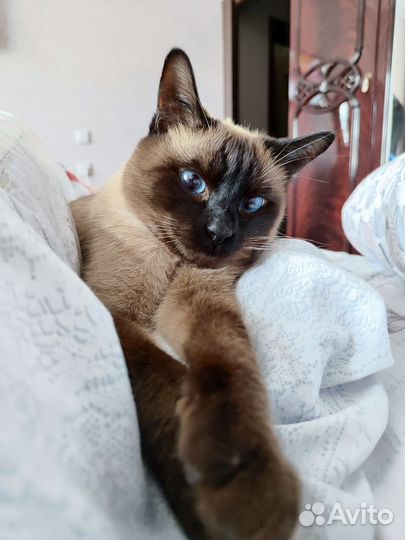 Отдам кота в добрые руки