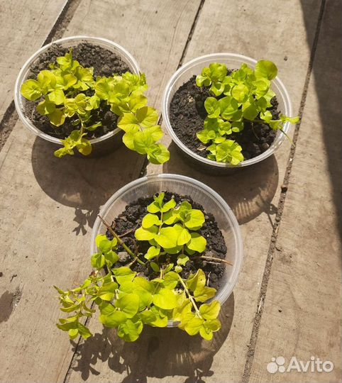 Вербейник монетчатый