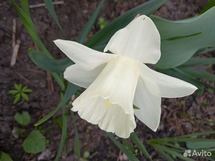 Луковицы нарциссов