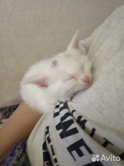 Продам британскую кошку