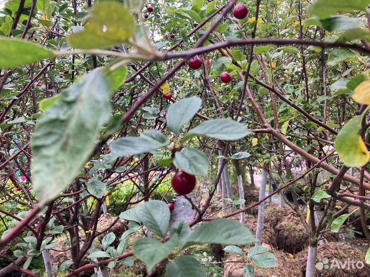 Вишня, груша, яблоня, черешня, слива. Саженцы