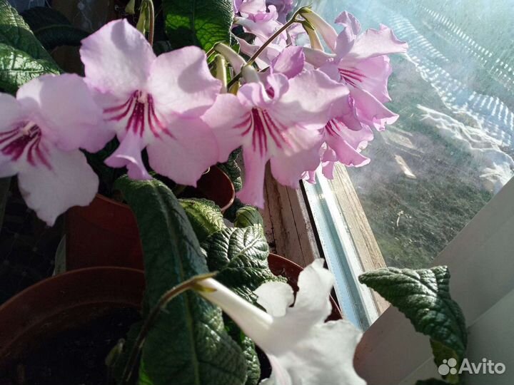 Стрептокарпусы