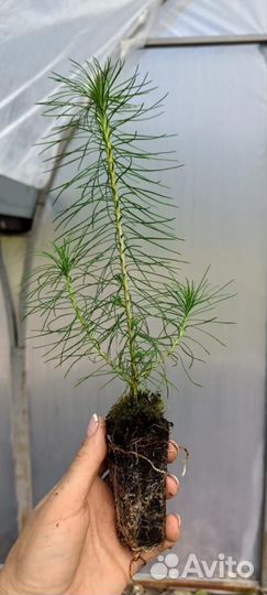 Сеянцы ели окс от производителя