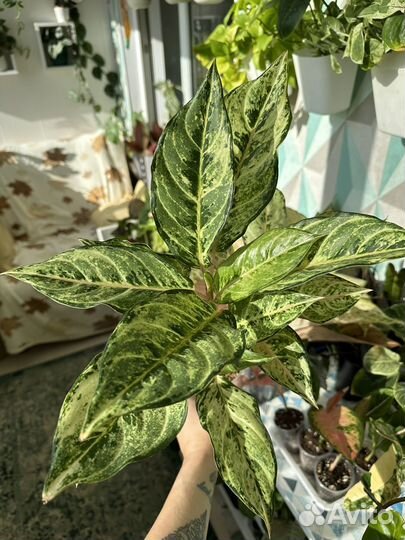 Аглаонема лаки арми мутейшен