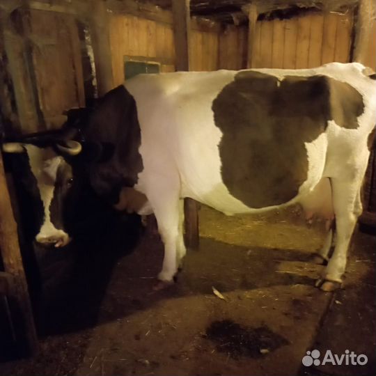 Коровы и бычок