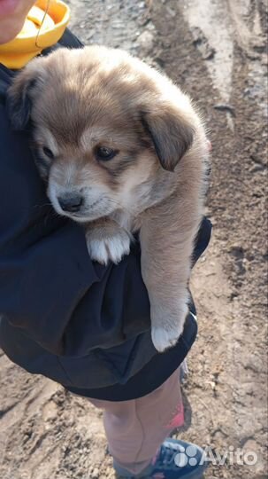 Маленькая собака в добрые руки бесплатно доставка
