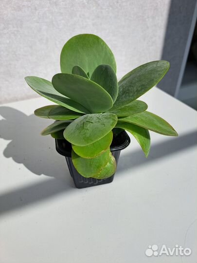 Цветок суккулент