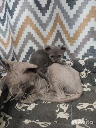 Котенок Серкилк- Рекс вислоухий кудрявый