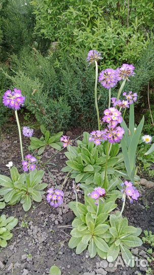 Садовые цветы