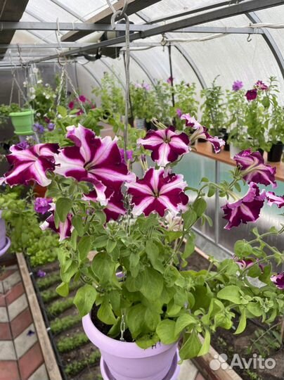 Рассада петунии, астры, бархатцев, георгины