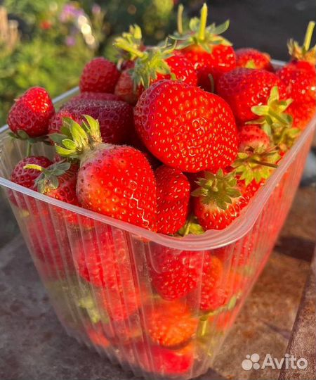 Рассада клубники зкс