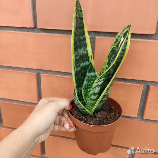 Комнатные растения