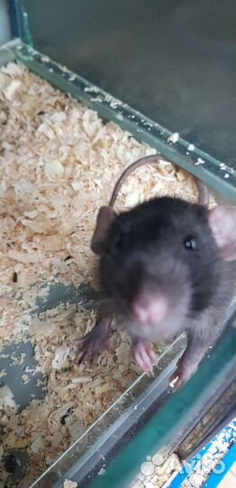 Крыса дамбо